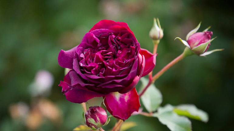 Διάβασαν το DNA του τριαντάφυλλου – Στο μέλλον θα έχει ακόμη πιο όμορφο άρωμα