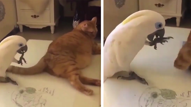 Παπαγάλος τσακώνει την ουρά του γάτου!