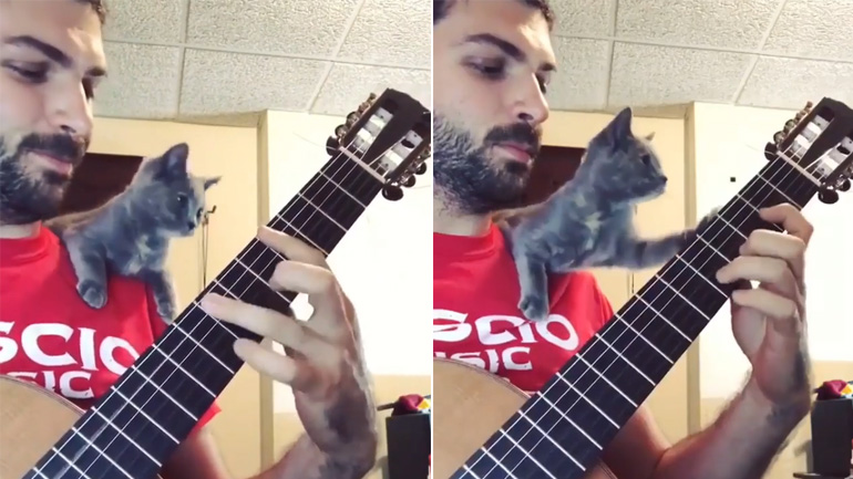 Το γατί θέλει να παίξει κιθάρα!