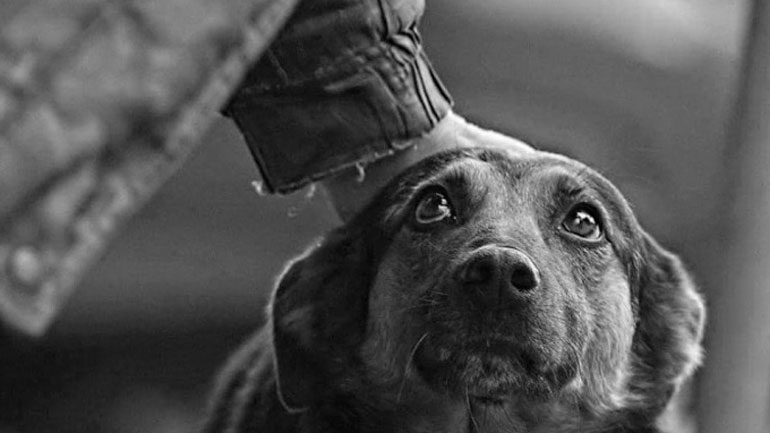 Θεσσαλονίκη: Μέτρα για την αντιμετώπιση της ραγδαίας αύξησης των αδέσποτων ζώων στο Σέιχ Σου