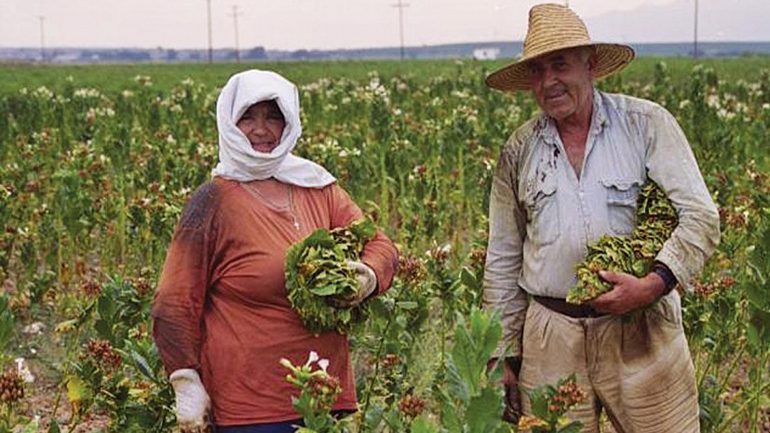 Τα παράπονα των καπνοπαραγωγών