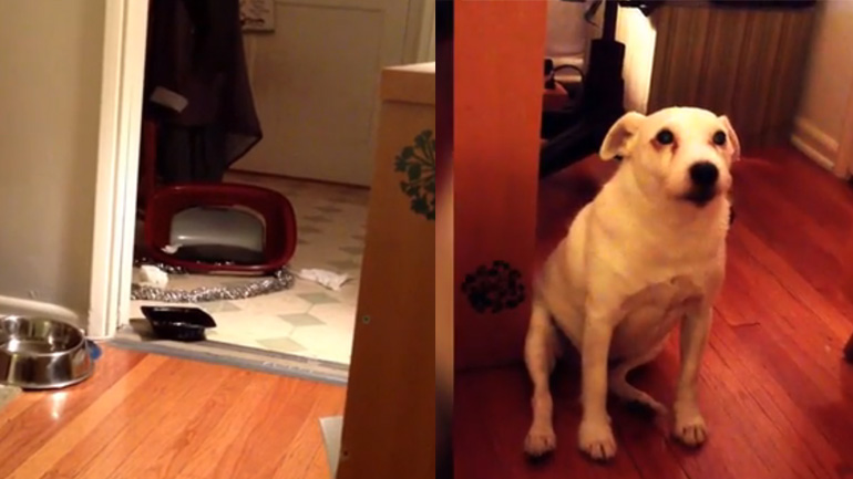 Ένοχος σκύλος φεύγει με… την όπισθεν!