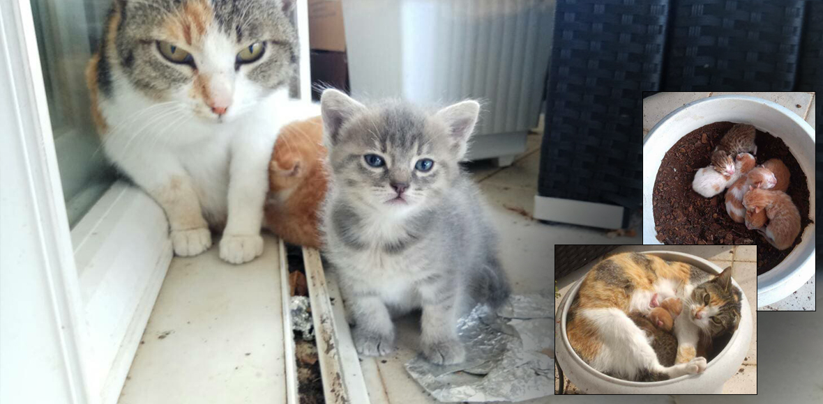 Για εσάς είναι η ζωή