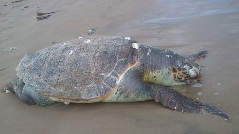 Νεκρή χελώνα σε παραλία της Κρήτης