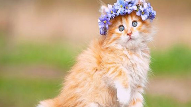 Βίντεο: Έτσι χρησιμοποιούν οι γάτες τα μουστάκια τους!