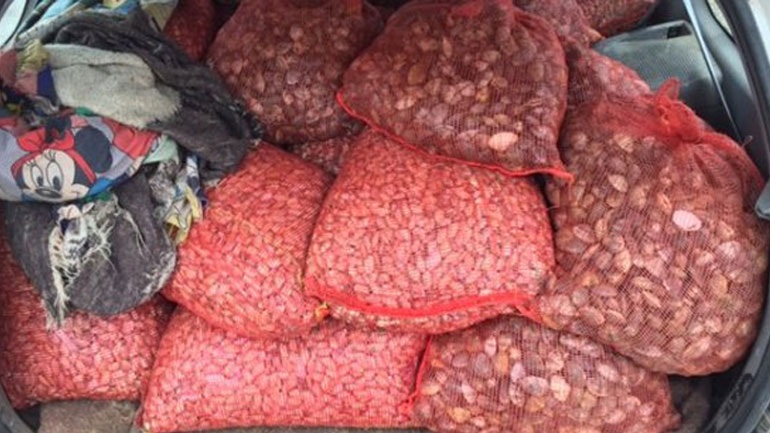 Κατάσχεση οστράκων ακατάλληλων για ανθρώπινη κατανάλωση