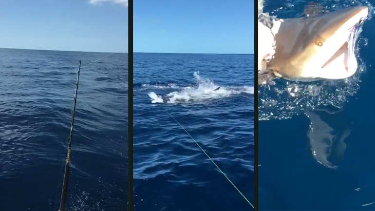 Ψάρεψε μισό καρχαρία