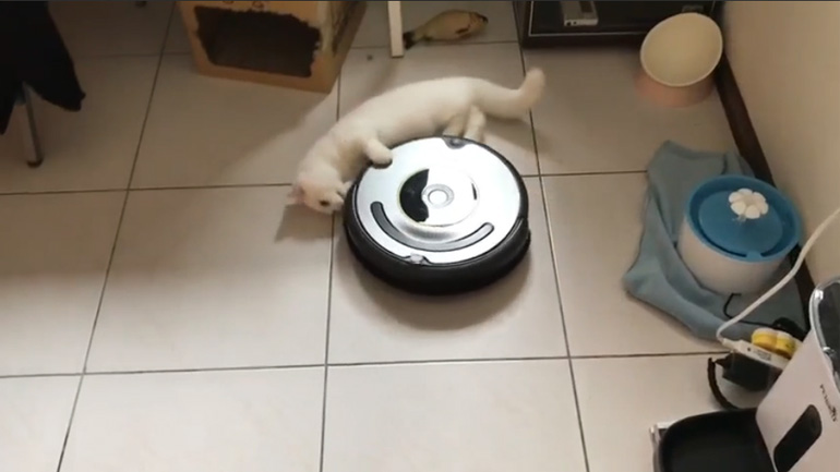 Η γάτα γαντζώθηκε στη ρομποτική σκούπα