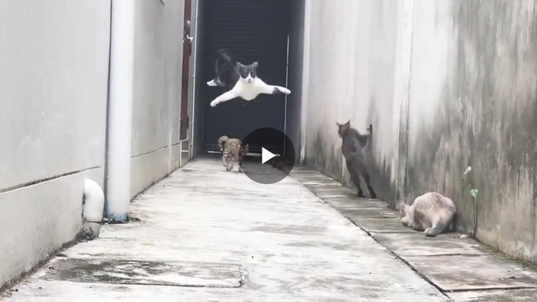 Το γατί είναι νίντζα!