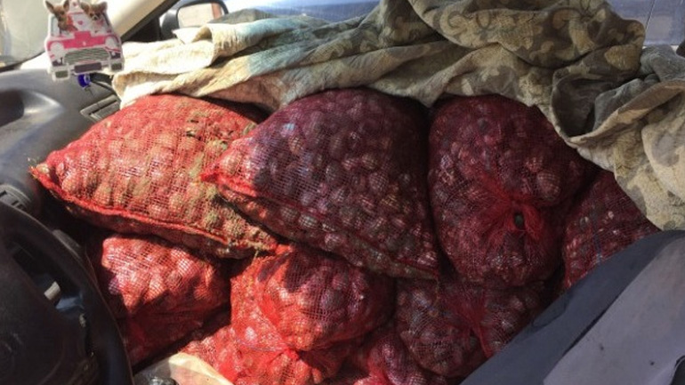 Κατασχέθηκαν 1.049 κιλά όστρακα ακατάλληλα για κατανάλωση