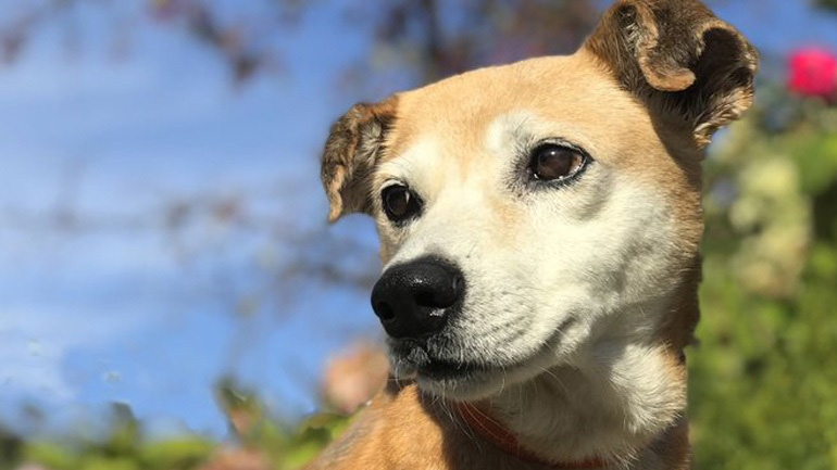 Πώς θα επιλέξετε την κατάλληλη τροφή για τον σκύλο σας