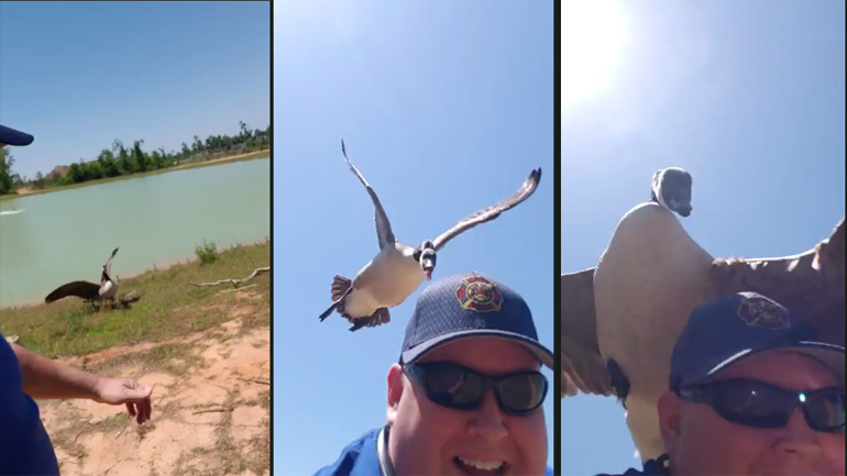 Η χήνα δολοφόνος Η χήνα δολοφόνος