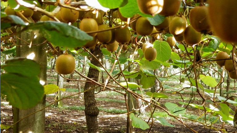 Δεσμεύτηκαν 2.400 κιλά ακτινίδια άγνωστης προέλευσης