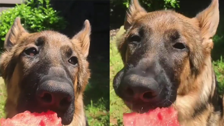 Ο σκύλος τρώει καρπούζι!