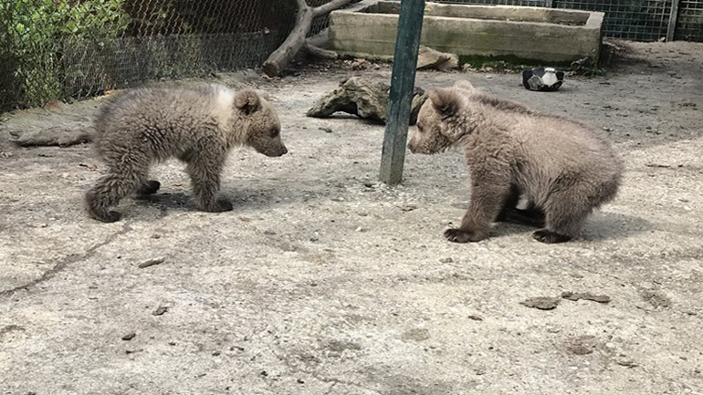 Κι άλλο ορφανό αρκουδάκι διασώθηκε από τον Αρκτούρο