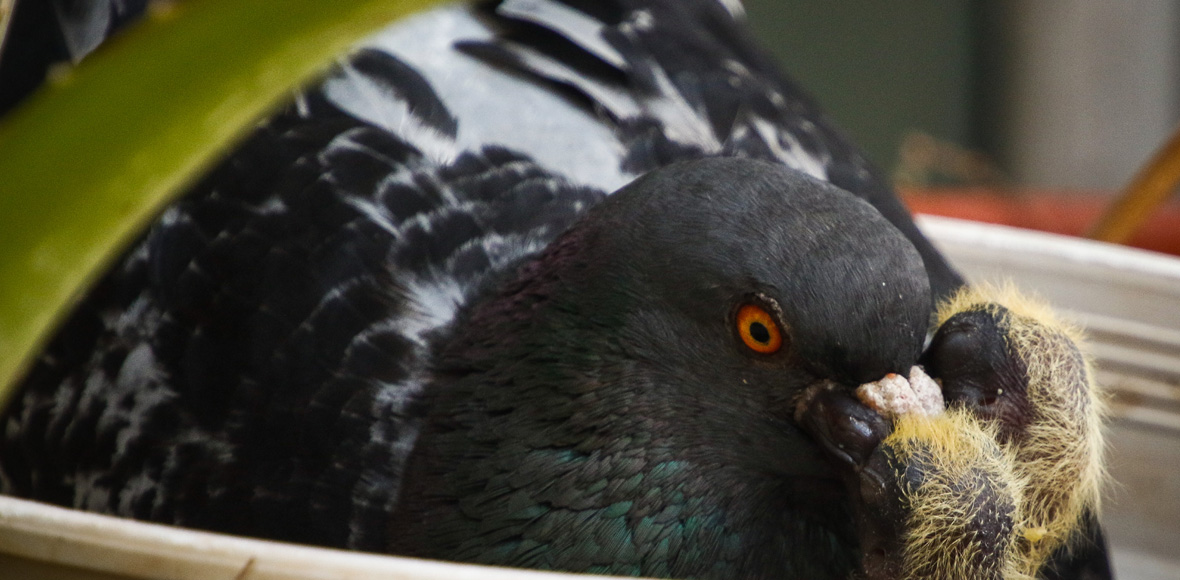 Γεννητούρια στη Βουλή!