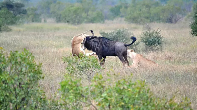 Βουβάλι ξεφεύγει από δύο λέαινες