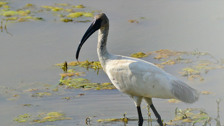 Η σπάνια ίβιδα αναζωογονεί την τουριστική οικονομία του νησιού Σάντο στην Ιαπωνία