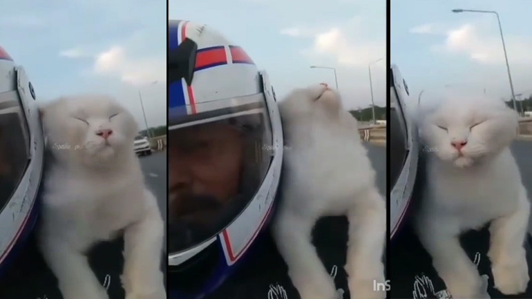 Γάτα συνοδηγός μηχανής