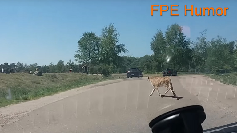 Τσιτάχ κυνηγούν Γάλλους τουρίστες σε πάρκο-σαφάρι της Ολλανδίας Τσιτάχ κυνηγούν Γάλλους τουρίστες σε πάρκο-σαφάρι της Ολλανδίας