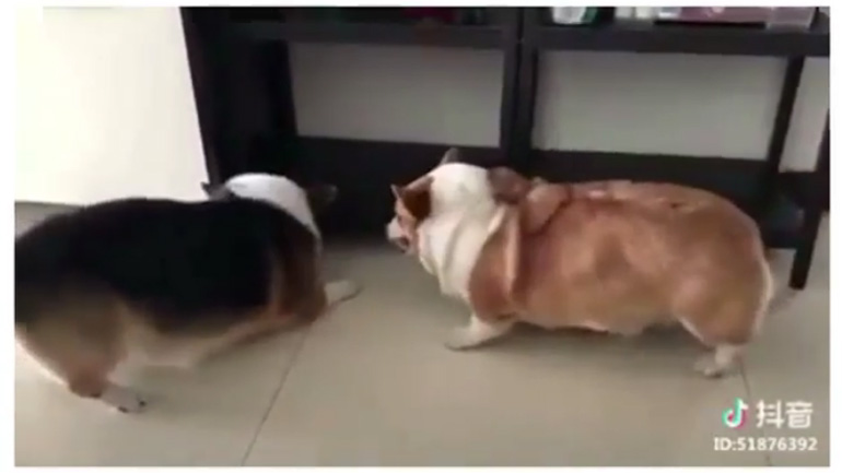 Ο πιο αστείος τσακωμός μεταξύ δύο σκύλων!