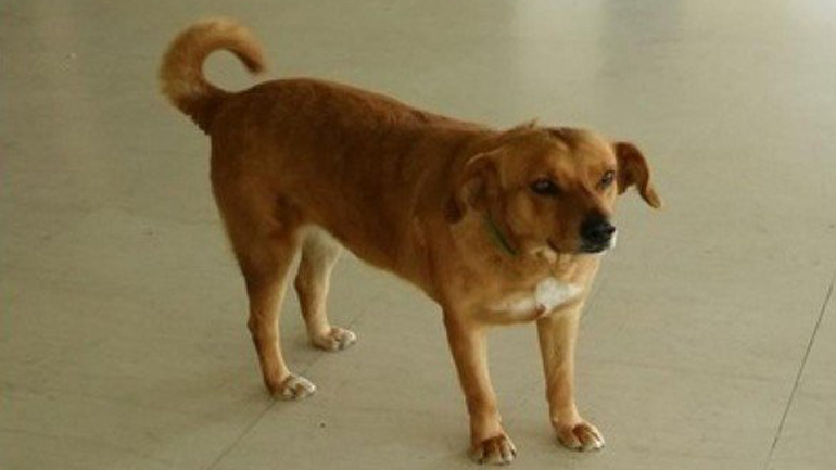 Αδέσποτη σκυλίτσα βρήκε πορτοφόλι και το παρέδωσε