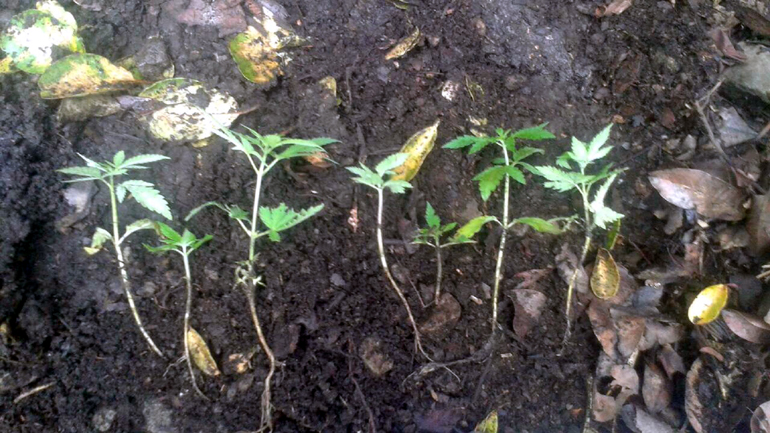 Σαμοθράκη: Κατασχέθηκαν επτά δενδύλλια κάνναβης