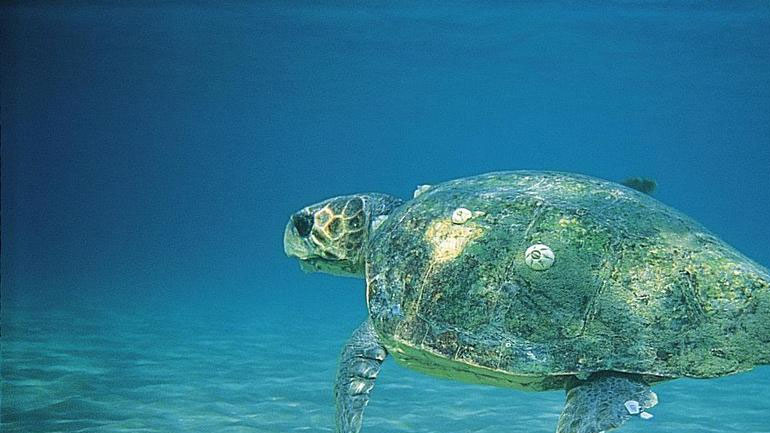 Άρχισε τις δράσεις του για την προστασία της θαλάσσιας χελώνας caretta – caretta, ο μη κερδοσκοπικός σύλλογος «Αρχέλων»