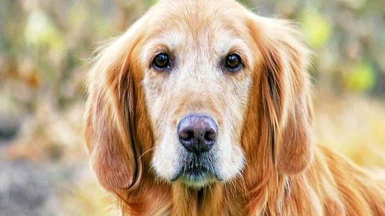 Φρόντισε το ηλικιωμένο κατοικίδιό σου μέσα από 7 απλά ερωτήματα