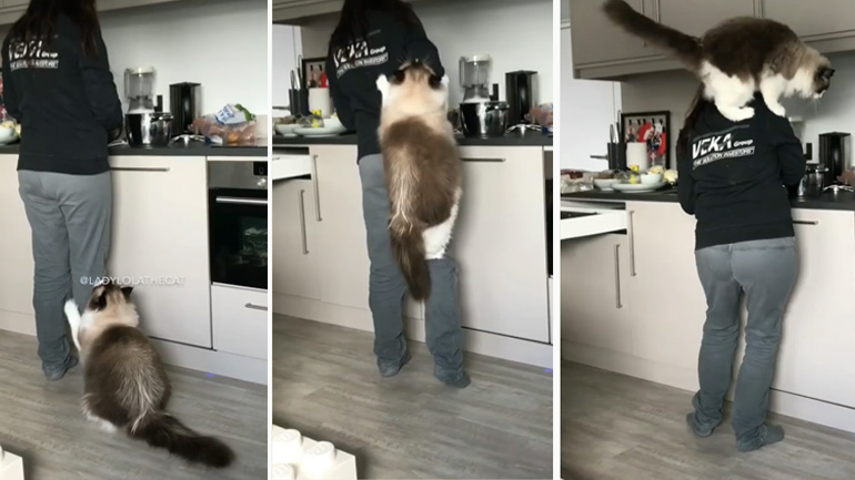 Ο τεράστιος γάτος σκαρφαλώνει