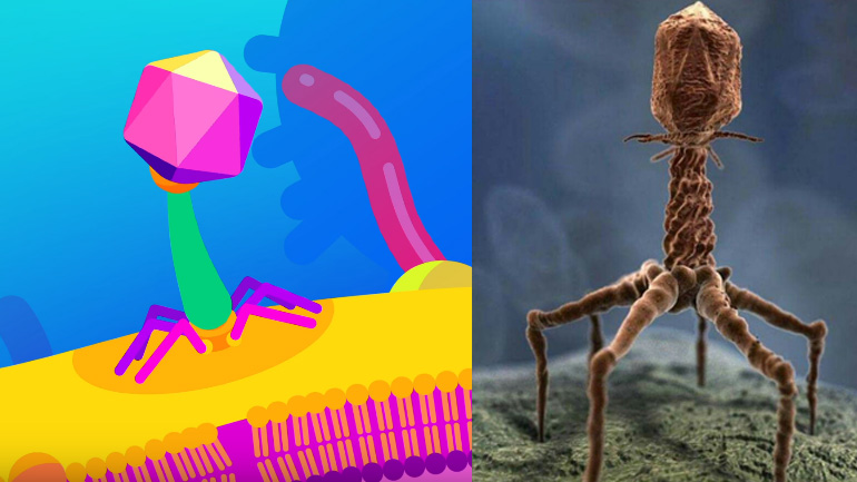 Το πιο θανατηφόρο ον στη γη!