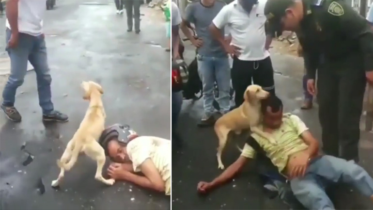 Πιστός σκύλος προστατεύει τον μεθυσμένο ιδιοκτήτη του