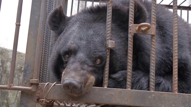 Για σκύλο πήγαιναν… αρκούδα τούς βγήκε!