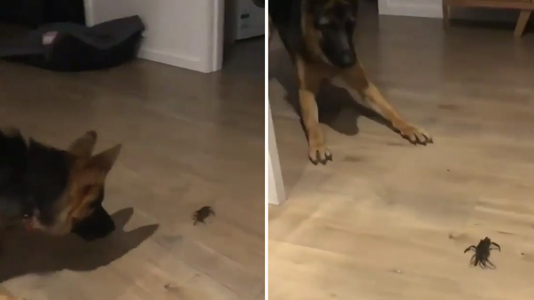 Γερμανικός Ποιμενικός vs καβούρι!