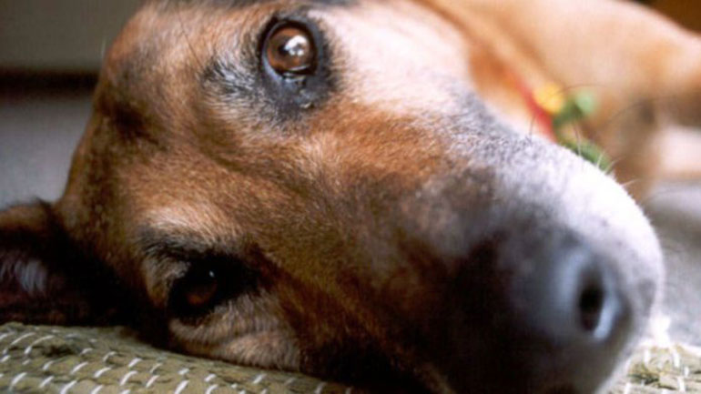 Αμαλιάδα: Ποινή φυλάκισης 3,5 ετών σε ηλικιωμένο που συνουσιαζόταν με σκύλο