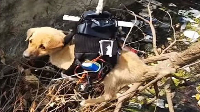 Το drone έσωσε το κουτάβι από βέβαιο θάνατο!