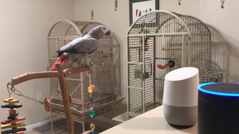 Ο παπαγάλος μιλάει στην Alexa