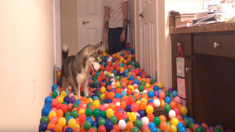 Αγόρασε 5.400 πλαστικές μπάλες για τον σκύλο του