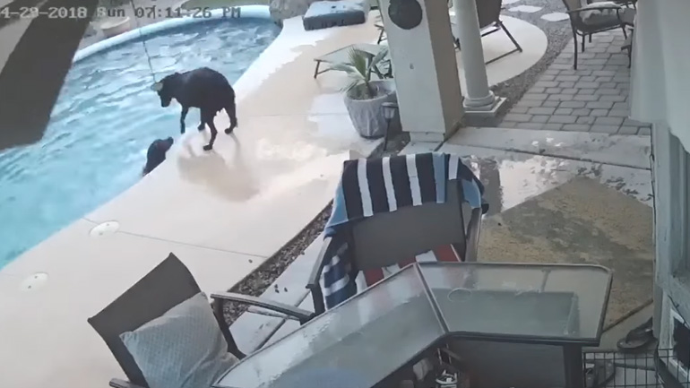 Σκύλος σώζει τον φίλο του στην πισίνα