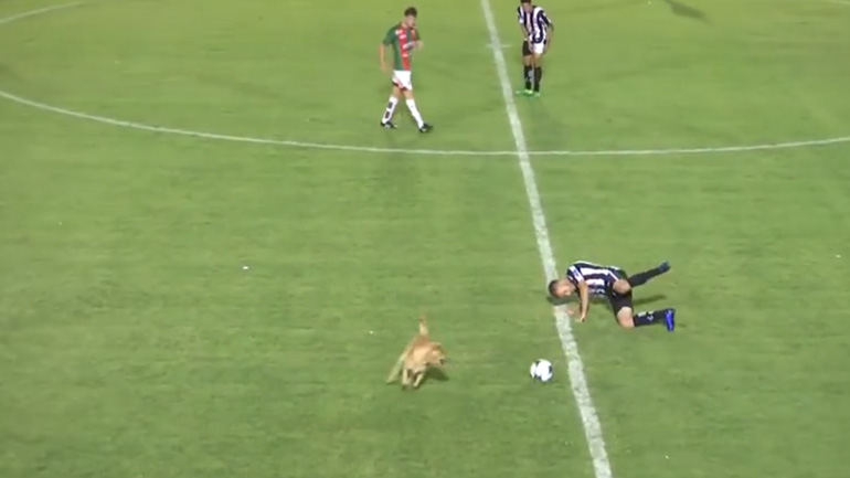 Σκύλος κάνει τάκλιν σε ποδοσφαιριστή