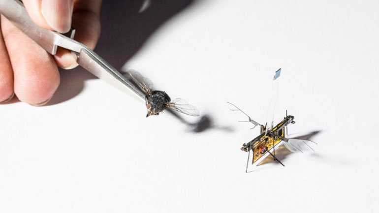 Πέταξε το Robofly, το πρώτο ασύρματο ρομποτικό έντομο
