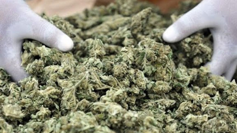 Ελεύθερη η καλλιέργεια ιατρικής κάνναβης στην Ελλάδα