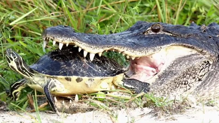 Αλιγάτορας επιχειρεί να φάει μια χελώνα