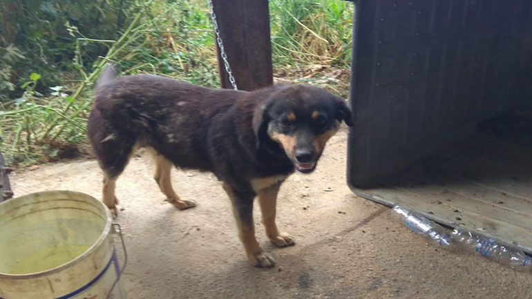 Αμαλιάδα: Ζητείται βοήθεια για τη σκυλίτσα που κακοποιήθηκε από 77χρονο