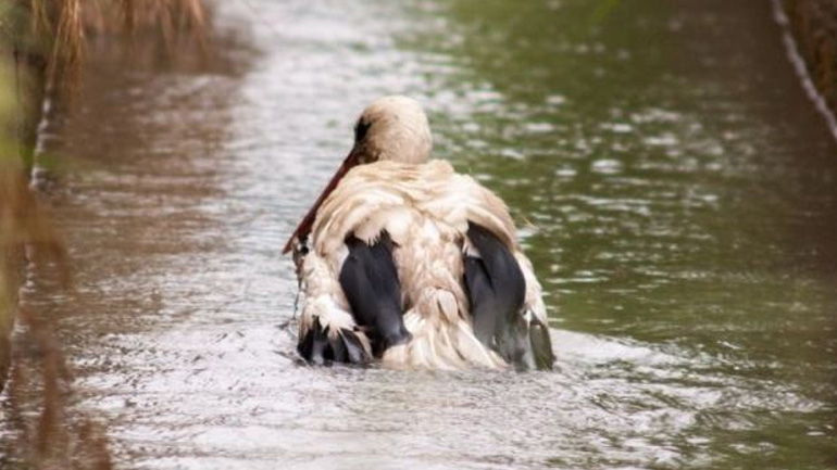 Έσωσε πελαργό που είχε πέσει σε κανάλι