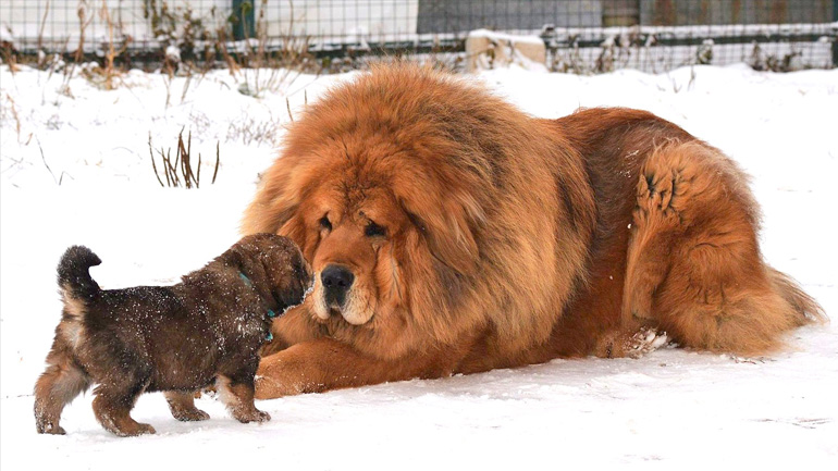 Οι 10 πιο ακριβές ράτσες σκύλων στον κόσμο Οι 10 πιο ακριβές ράτσες σκύλων στον κόσμο