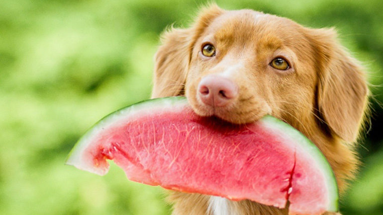 Φρούτα και λαχανικά για τον σκύλο σας – Ποια επιτρέπονται;