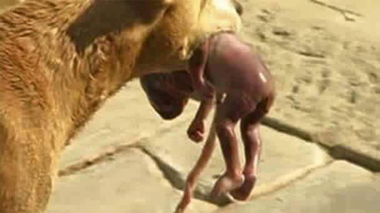 Αδέσποτο σκυλί βρήκε στα σκουπίδια νεογέννητο βρέφος και το έσωσε