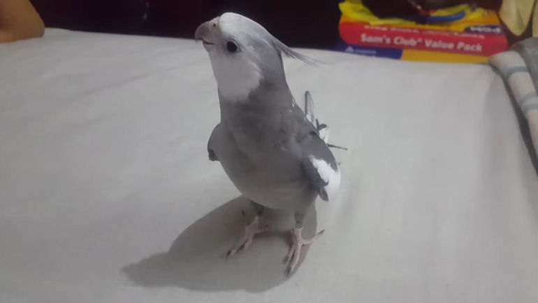 Παπαγάλος τραγουδά τους «Πειρατές της Καραϊβικής» και το «Imperial March»