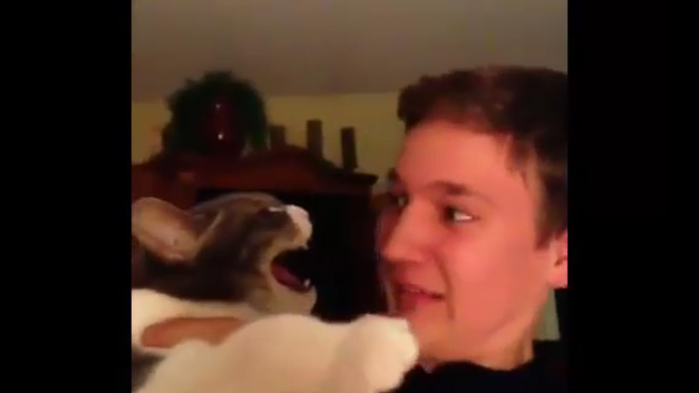 Η γάτα που μισεί τα φιλιά